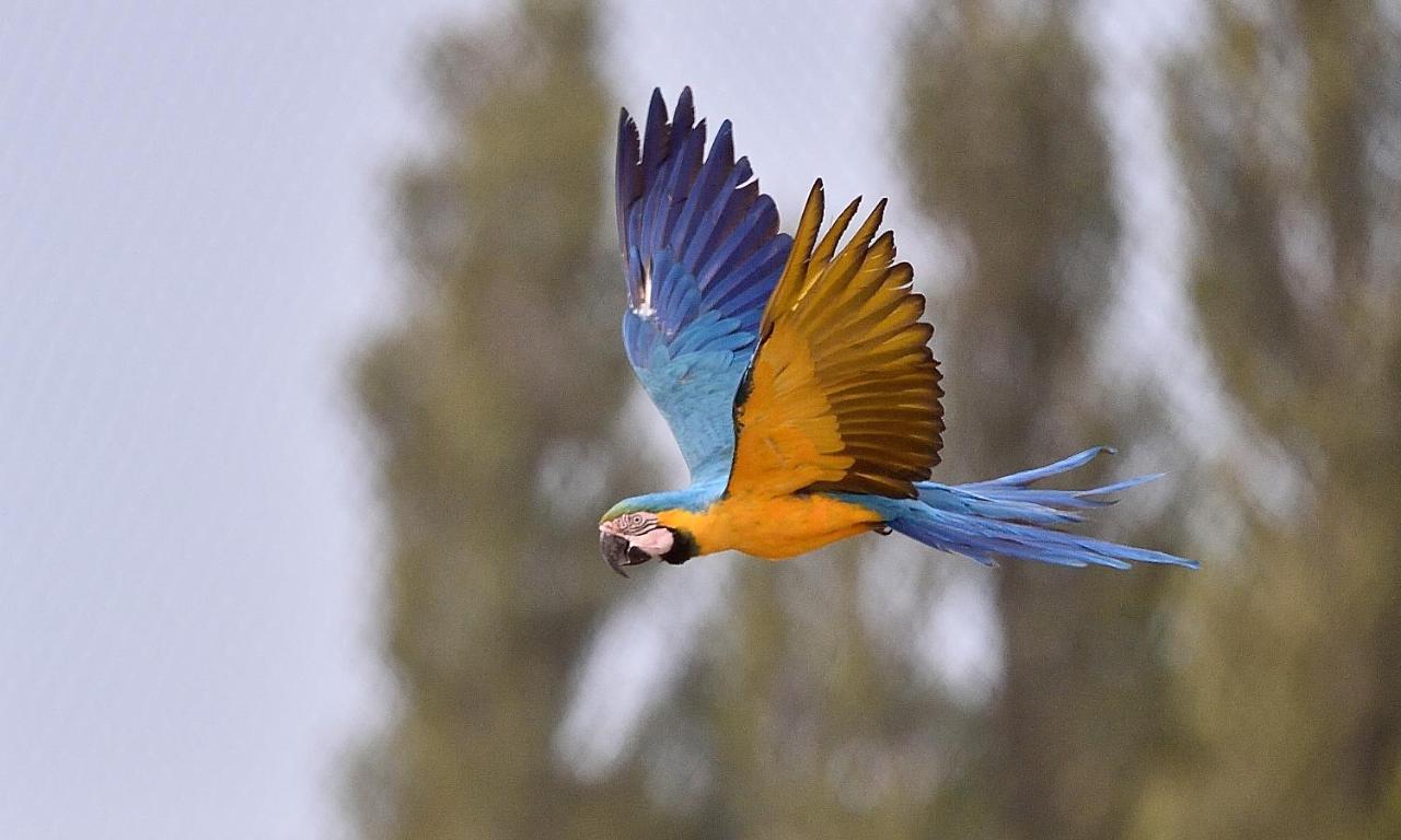 Parrot World - Les Lodges Crecy-la-Chapelle Bagian luar foto