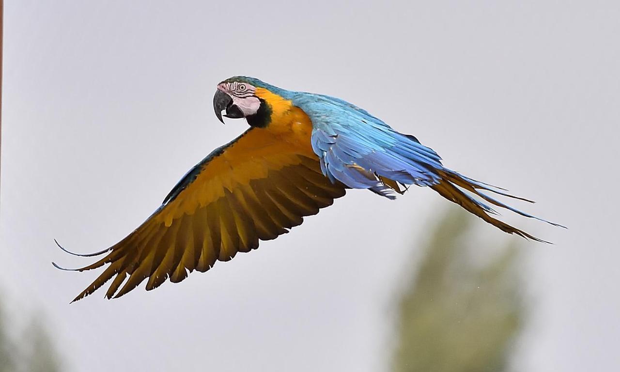 Parrot World - Les Lodges Crecy-la-Chapelle Bagian luar foto