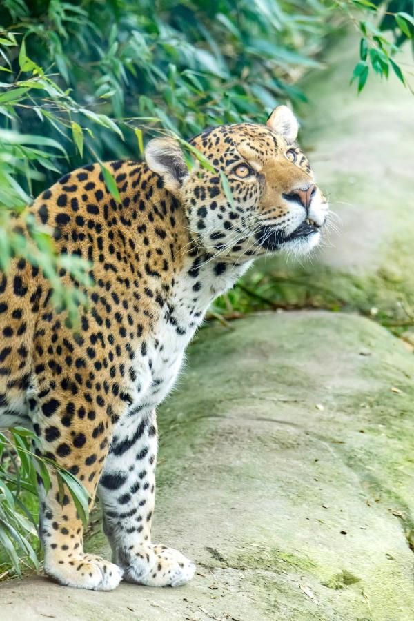 Parrot World - Les Lodges Crecy-la-Chapelle Bagian luar foto